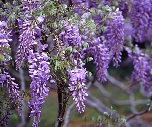 Der Brooklyn Botanic Garden in New York befindet sich in Brooklyn